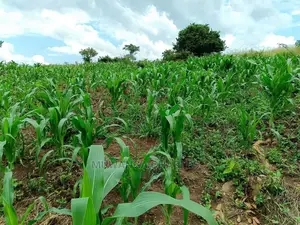 Plot in Buwate on Quick Sale