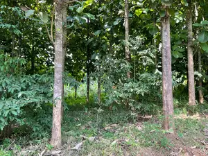 30acres of Land in Ndeje Bombo on Quick Sale