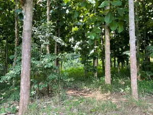 30acres of Land in Ndeje Bombo on Quick Sale