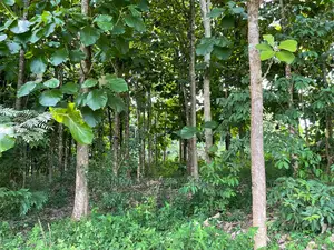 30acres of Land in Ndeje Bombo on Quick Sale