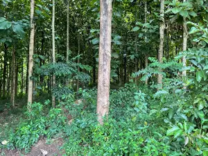 30acres of Land in Ndeje Bombo on Quick Sale