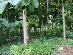 30acres of Land in Ndeje Bombo on Quick Sale