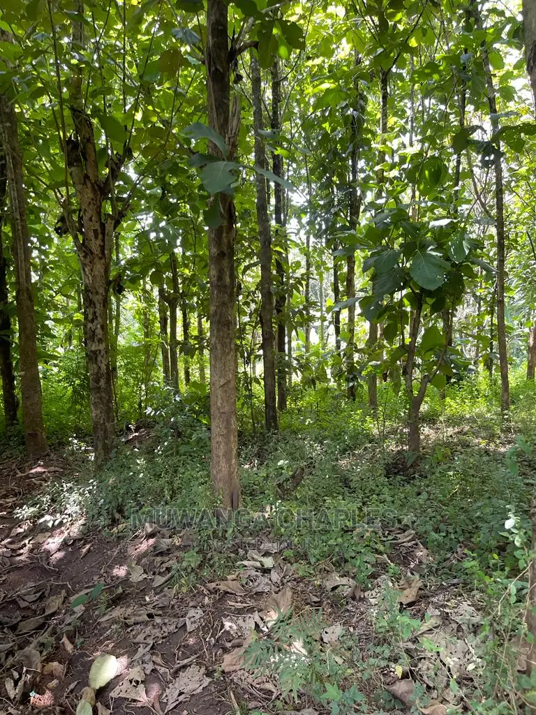 30acres of Land in Ndeje Bombo on Quick Sale
