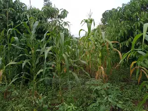 5acres of Land in Wakatayi on Quick Sale