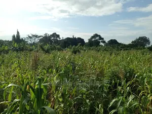 5acres of Land in Wakatayi on Quick Sale