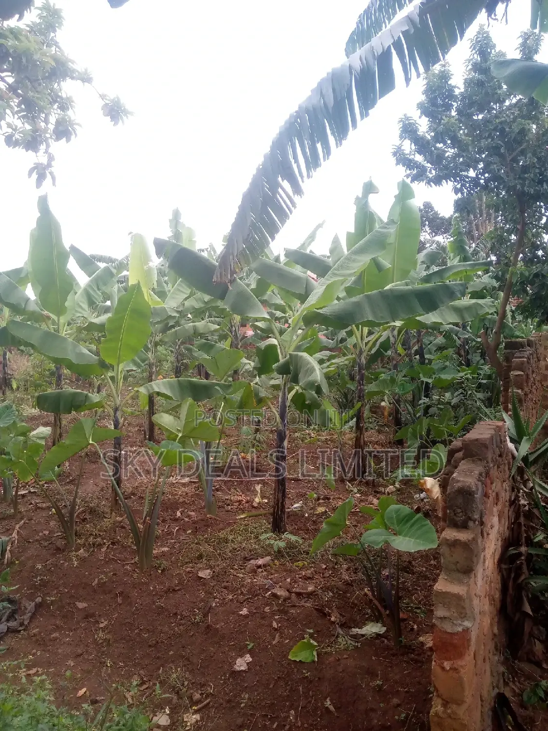100by50ft Plot on Sale at Kyanja