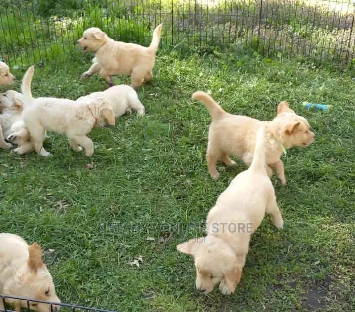 1-3 months Male Purebred Golden Retriever