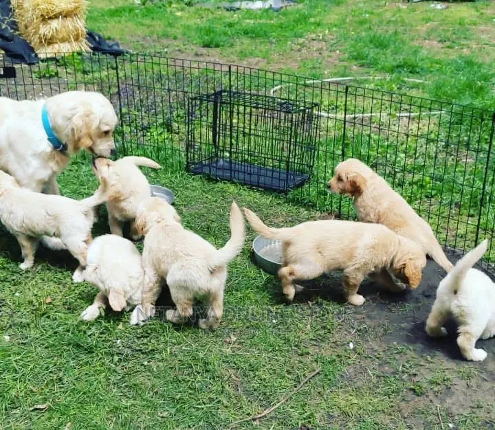 1-3 months Male Purebred Golden Retriever