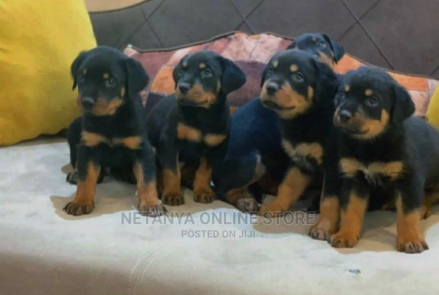 1-3 months Male Purebred Rottweiler
