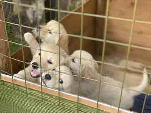 1-3 months Female Purebred Golden Retriever