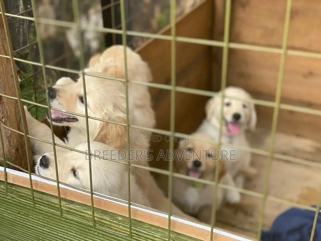 1-3 months Female Purebred Golden Retriever