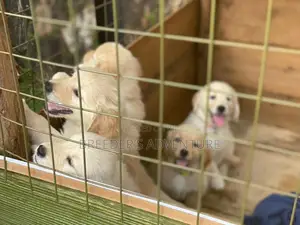 1-3 months Female Purebred Golden Retriever