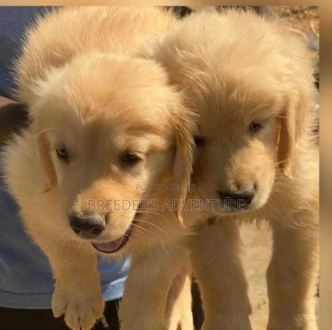 1-3 months Male Purebred Golden Retriever