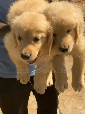 1-3 months Male Purebred Golden Retriever