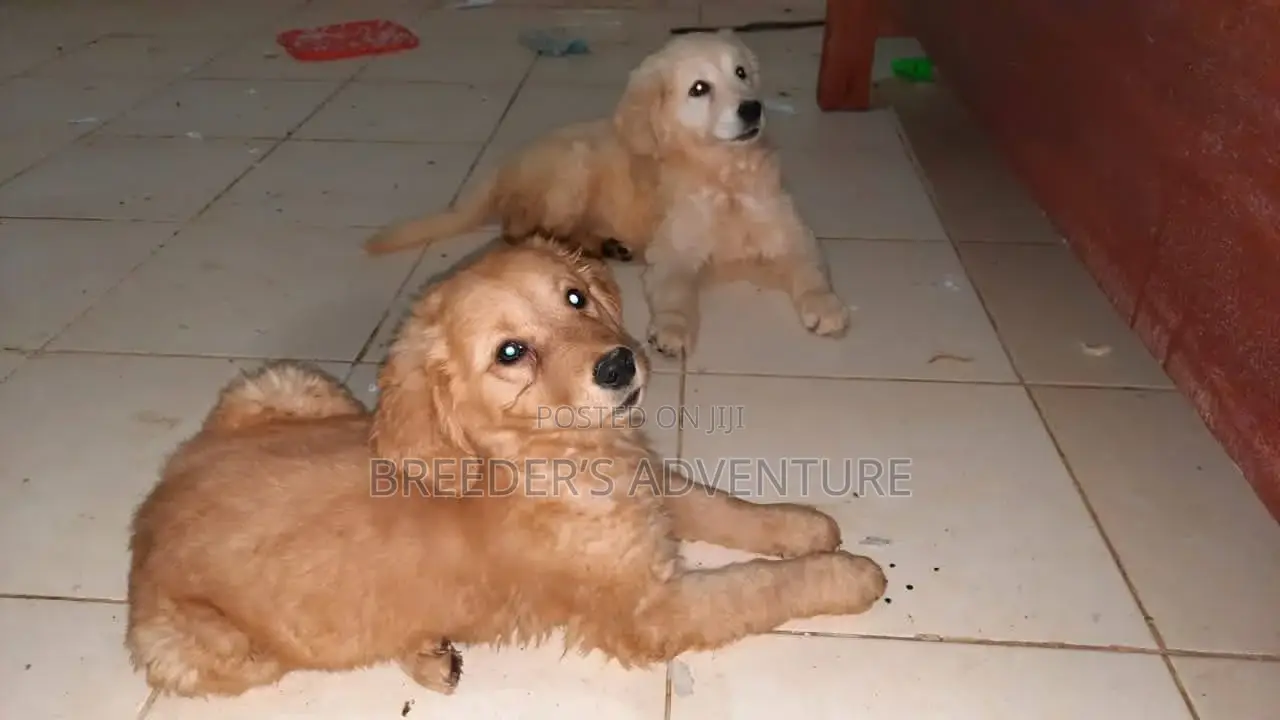 1-3 months Female Purebred Golden Retriever