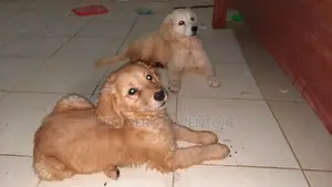 1-3 months Female Purebred Golden Retriever