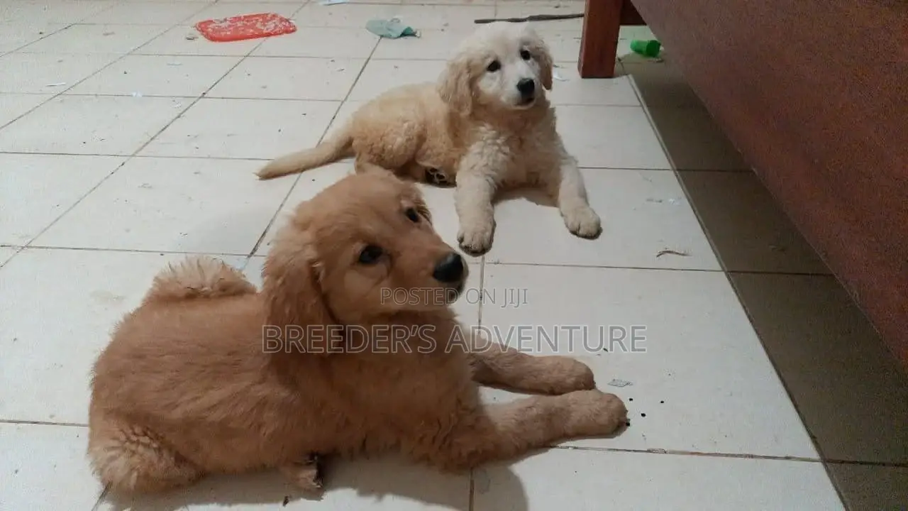 1-3 months Female Purebred Golden Retriever