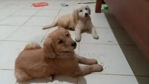 1-3 months Female Purebred Golden Retriever