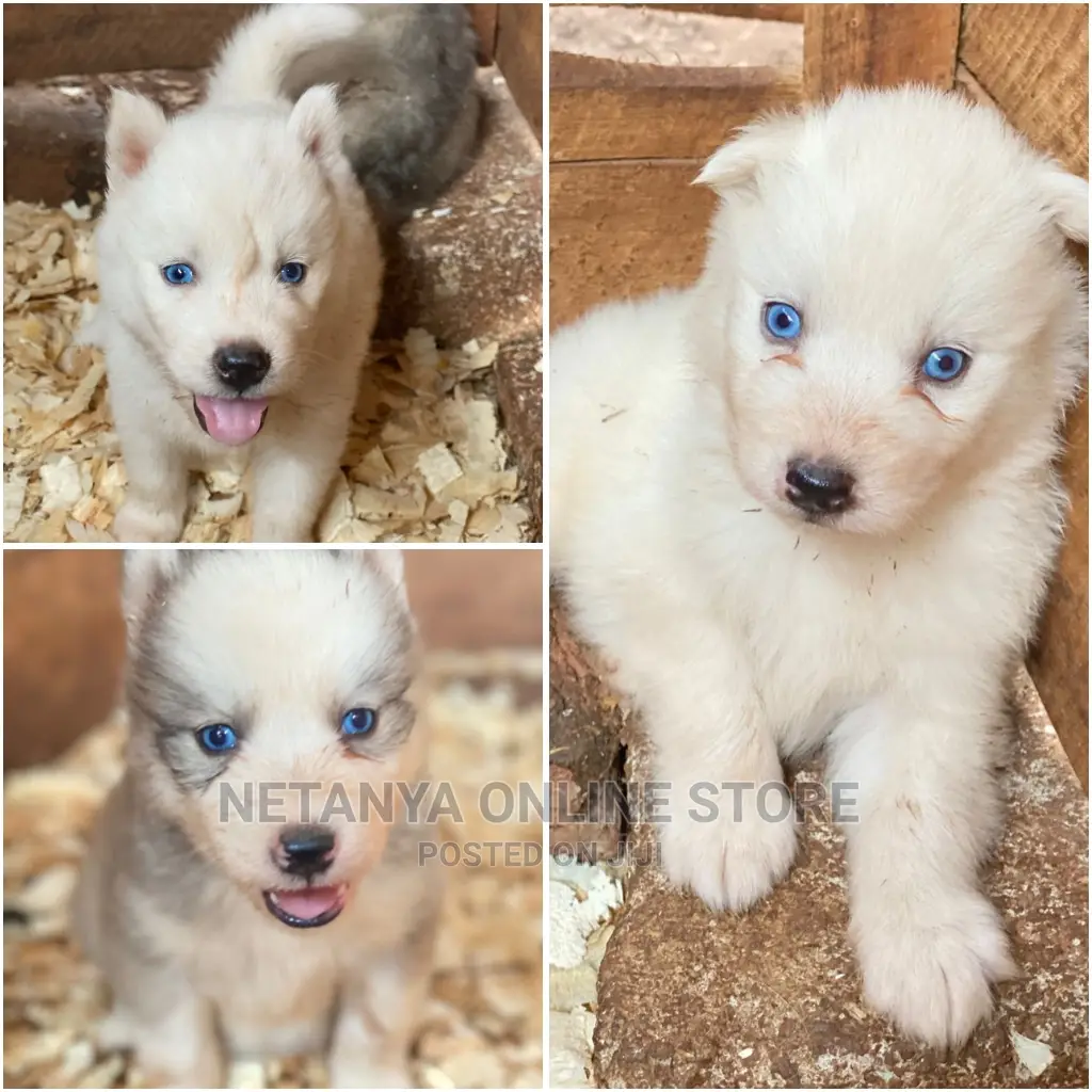 1-3 months Male Purebred Siberian Husky