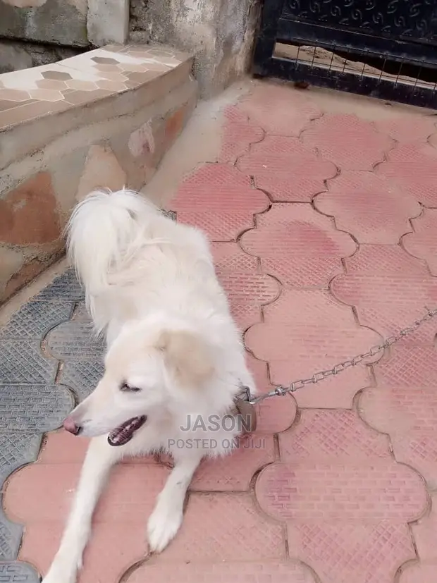 3-6 months Male Purebred Japanese Spitz in Rubaga Dogs Puppies