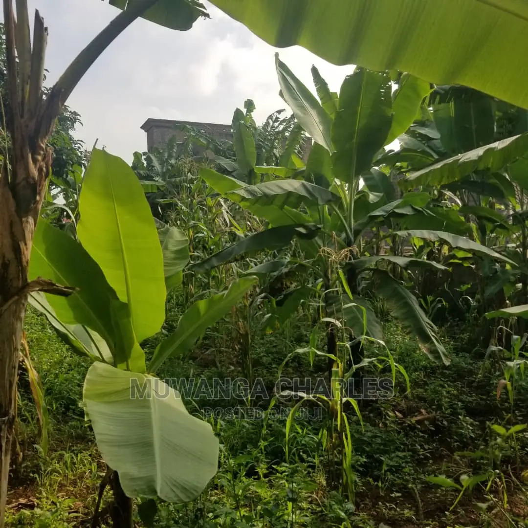100by50ft Plot in Kira on Quick Sale