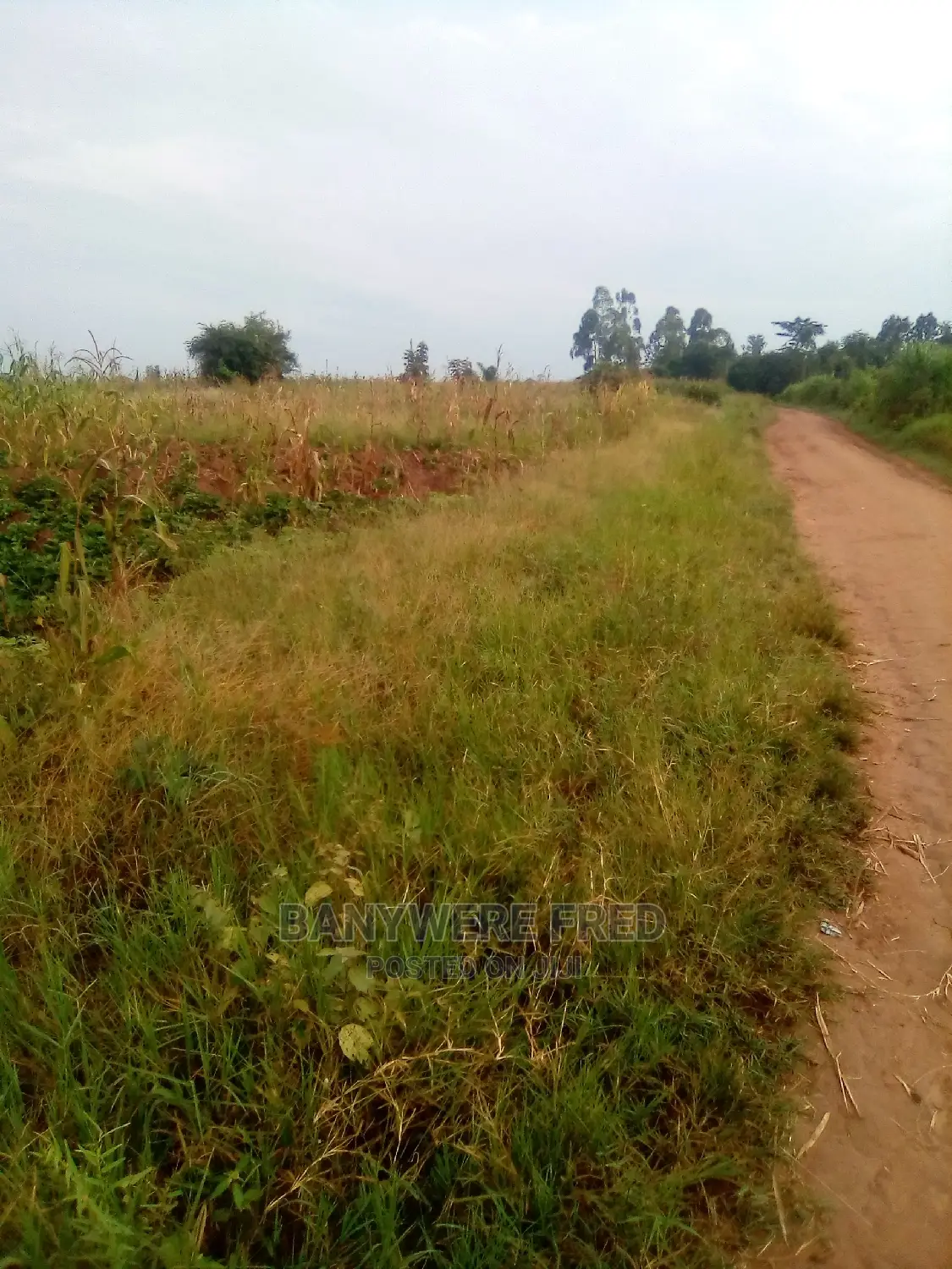 200acres of Industrial Land for Sale in Kayunga District