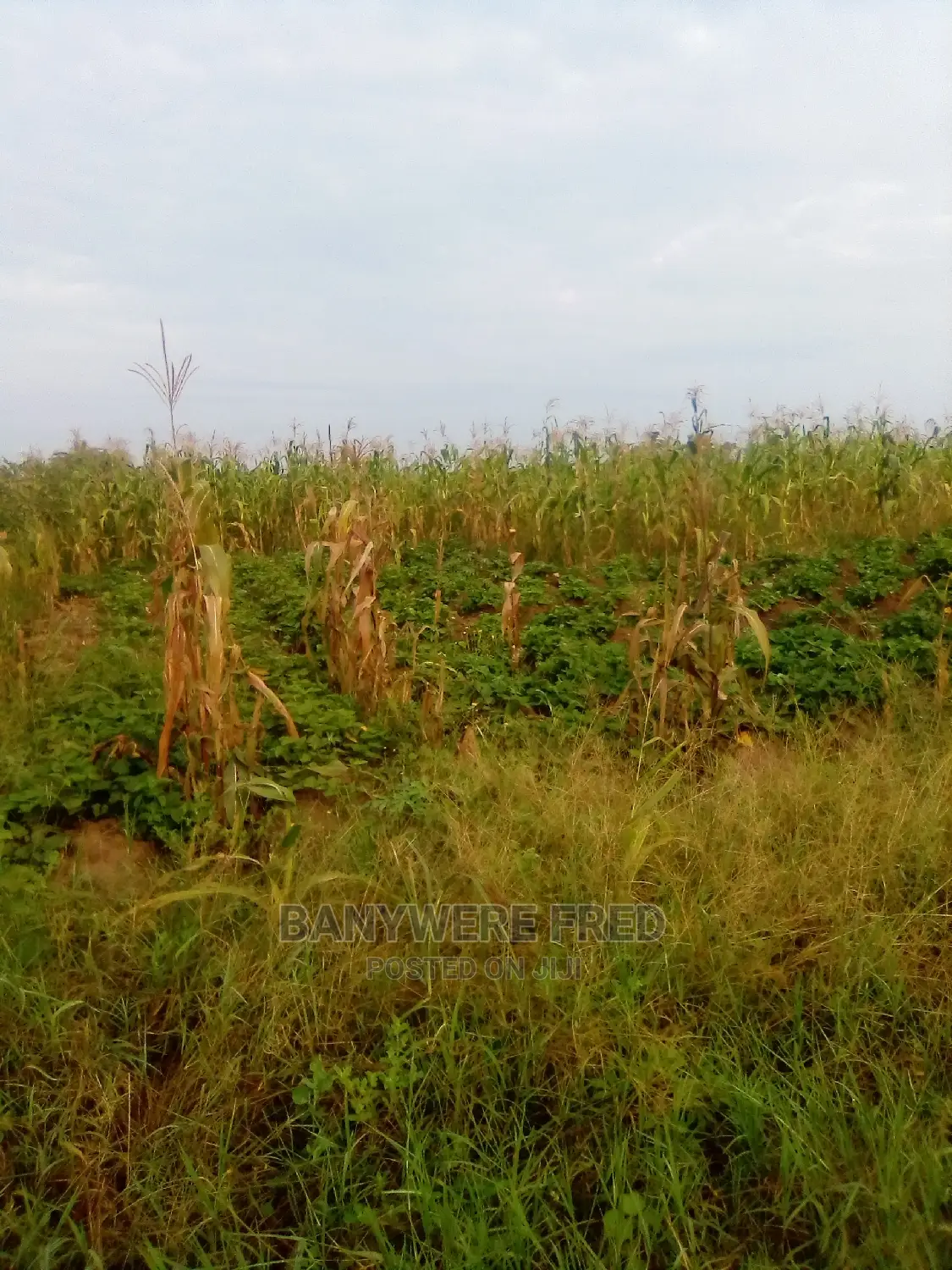 200acres of Industrial Land for Sale in Kayunga District
