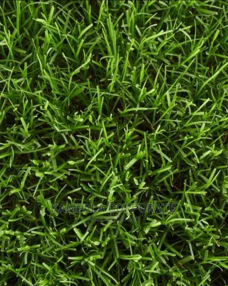 Natural Grass for Compound Free Planting