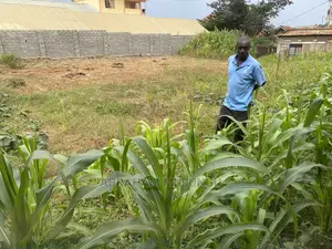 37 Decimals of Private Mailo Land in Kibuli