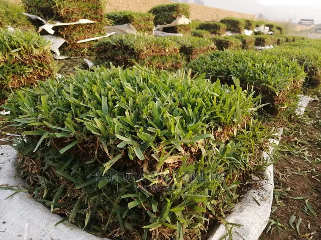 Paspalum Grass/Natural Grass Carpet and Design