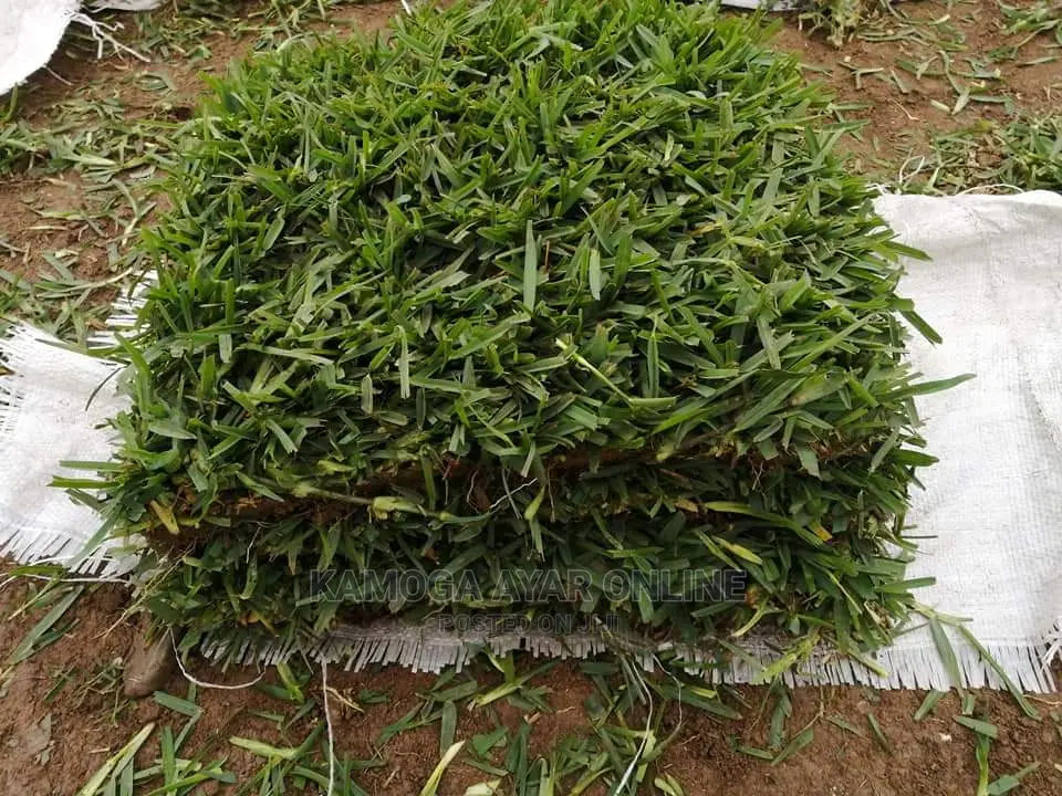 Natural Paspalum Grass (Carpet Grass)