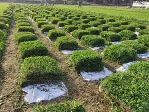 Paspalum Natural Grass