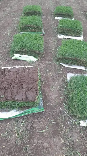 Photo - Hybrid Natural Paspalum Grass '