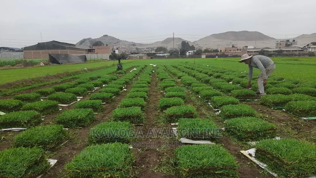 Hybrid Natural Paspalum Grass Lawn/Stake
