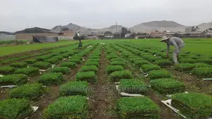 Hybrid Natural Paspalum Grass Lawn/Stake