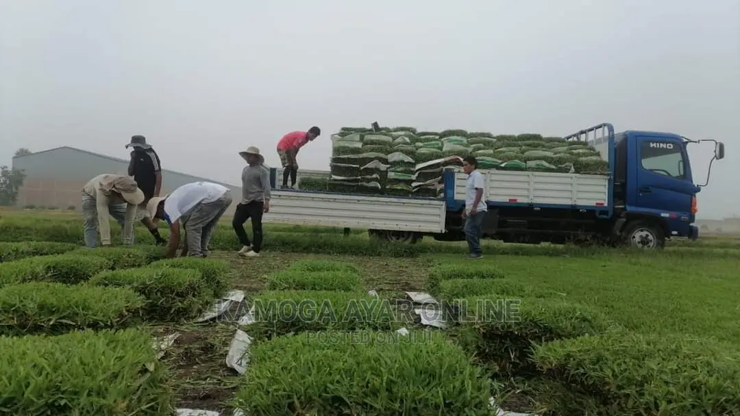 Natural Grass and Paspalum Grass