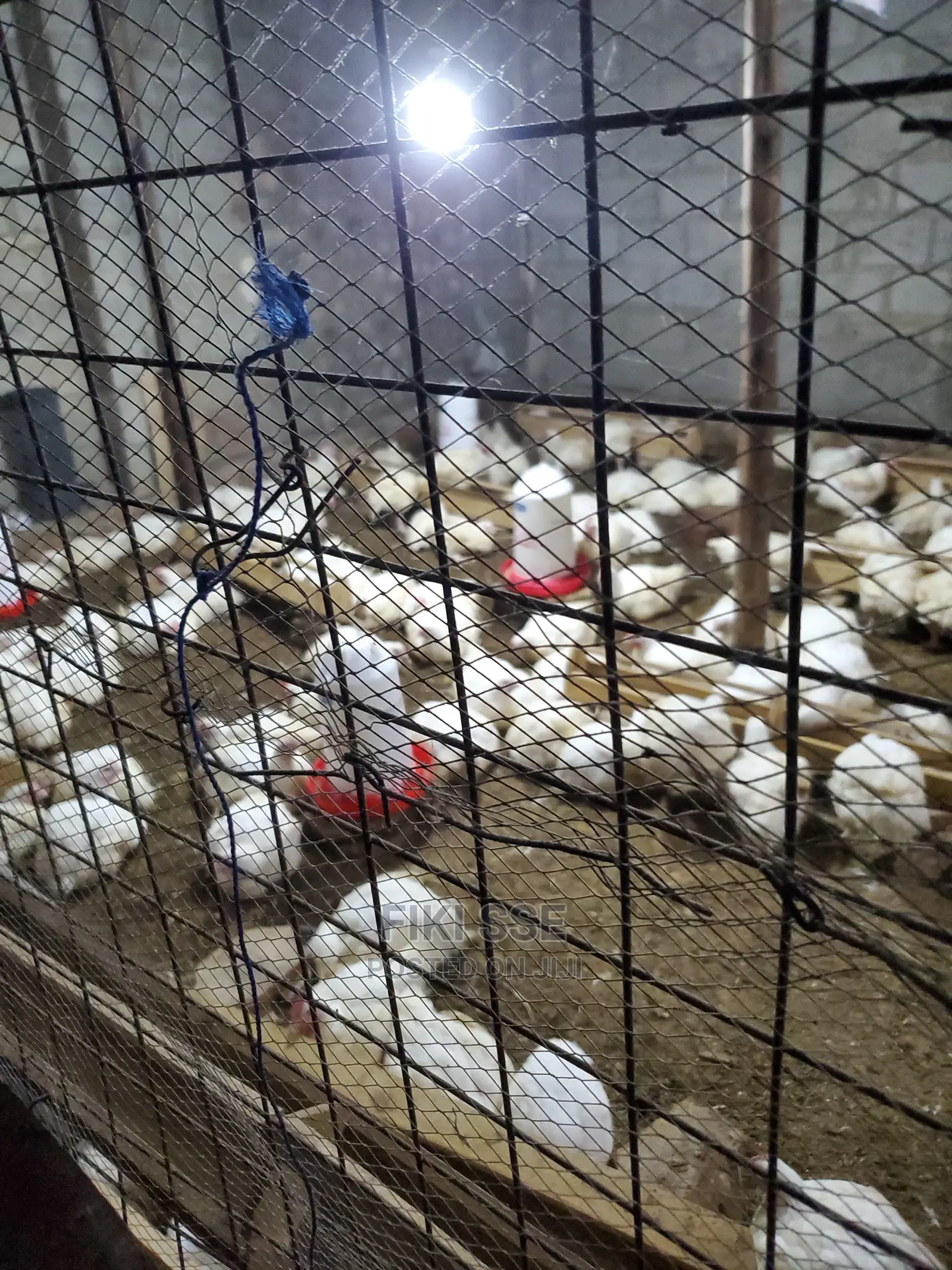 Plenty Chicken for Events at Good Price
