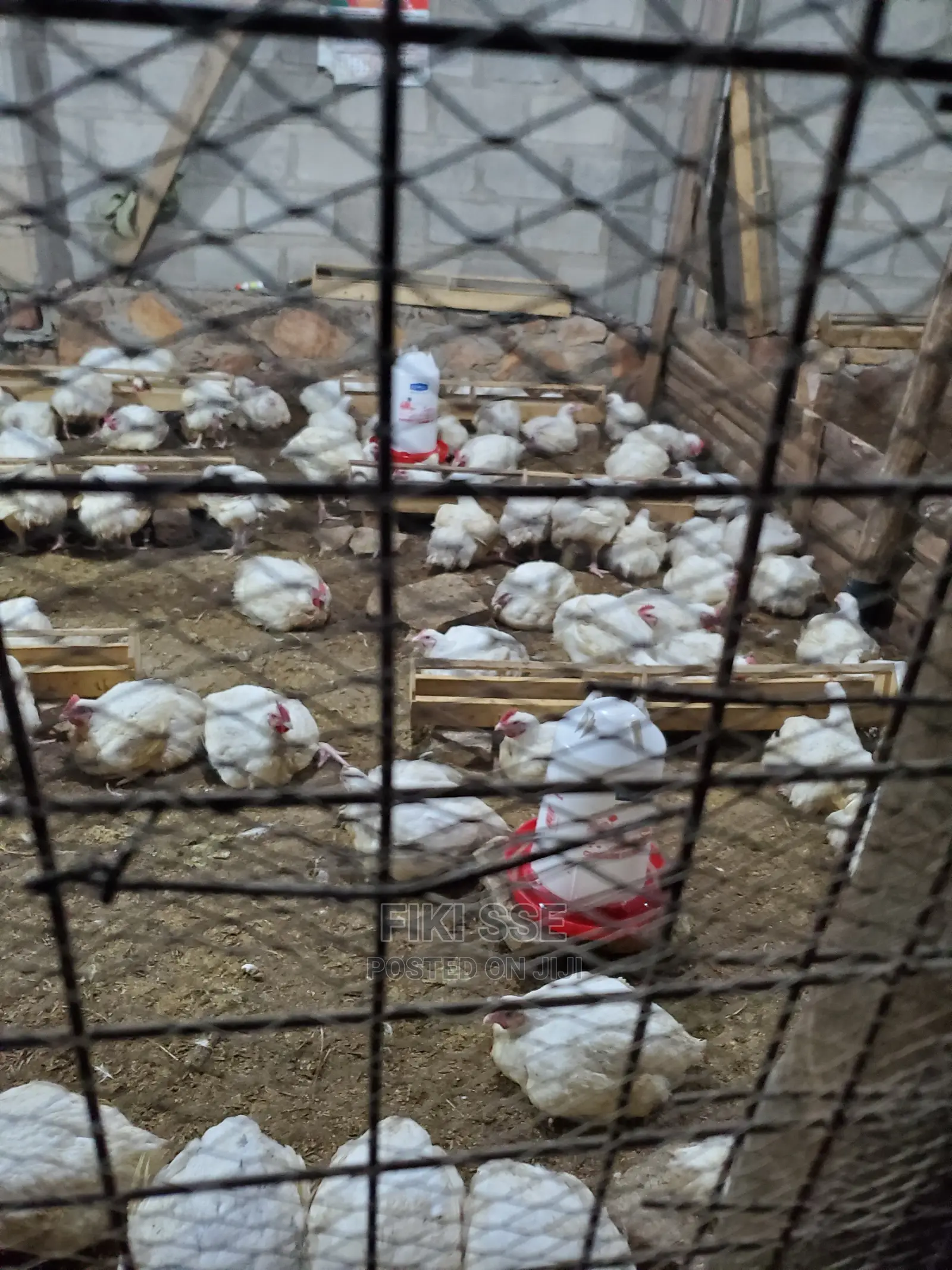 Plenty Chicken for Events at Good Price
