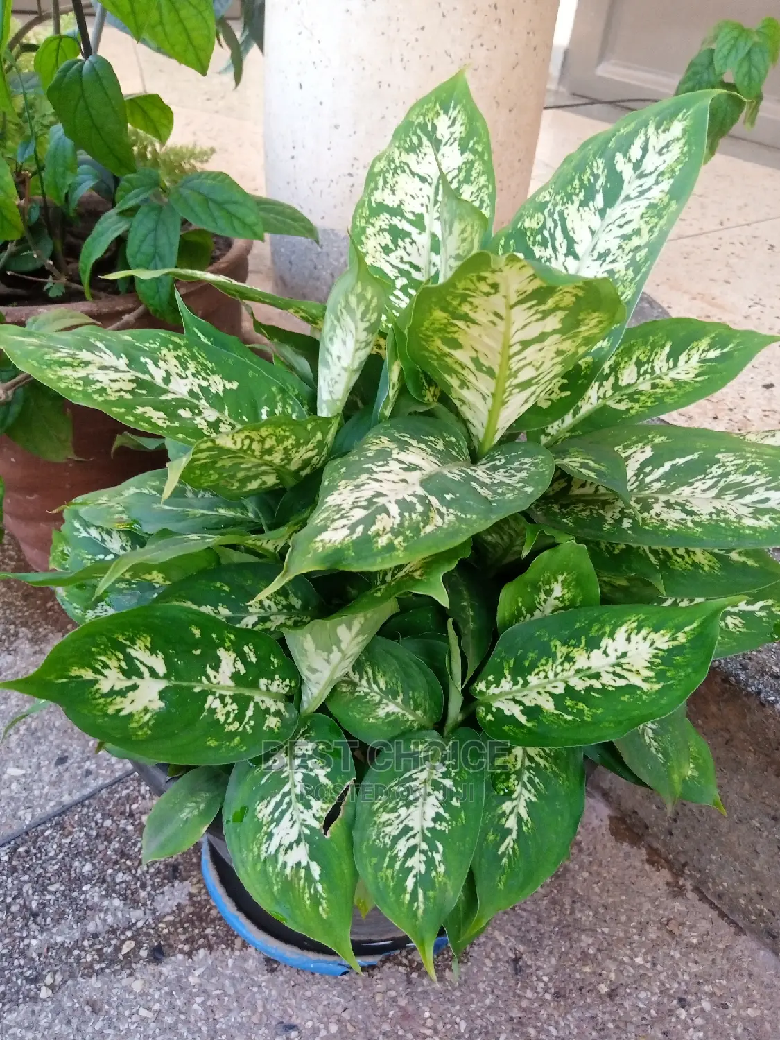 Chinese Evergreen for Sale