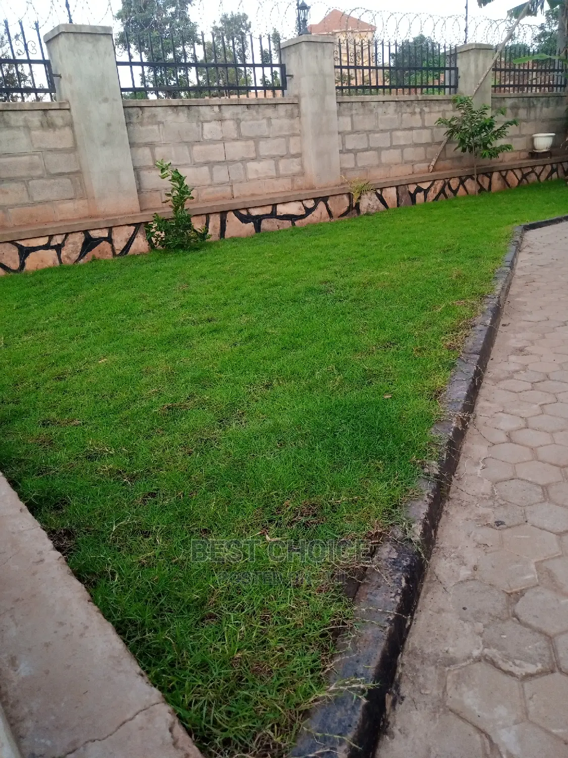 Carpet Grass/ Axonopus Planting