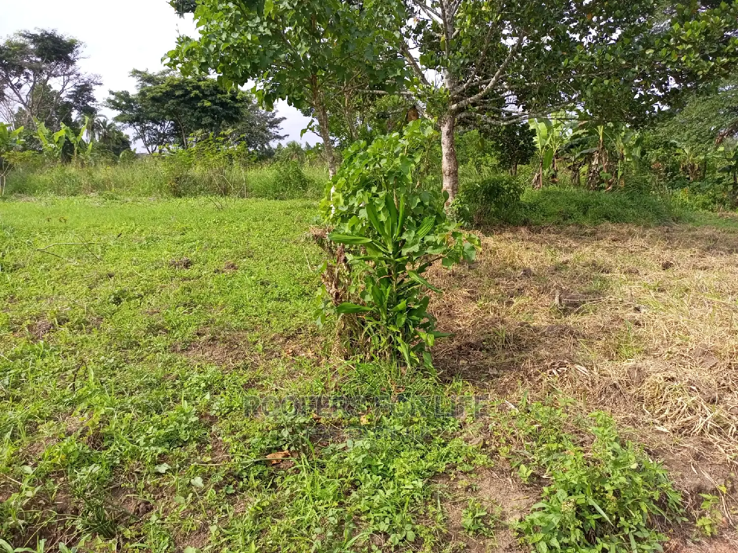 50*100fts Plots on Sale