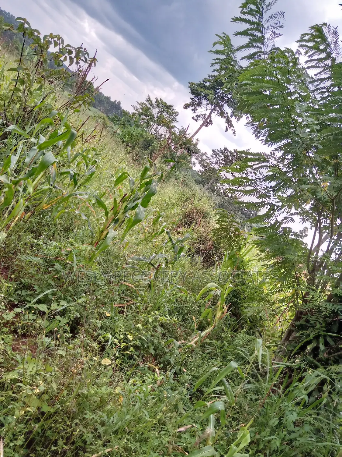 Land for Sale in Mukono - Katoogo