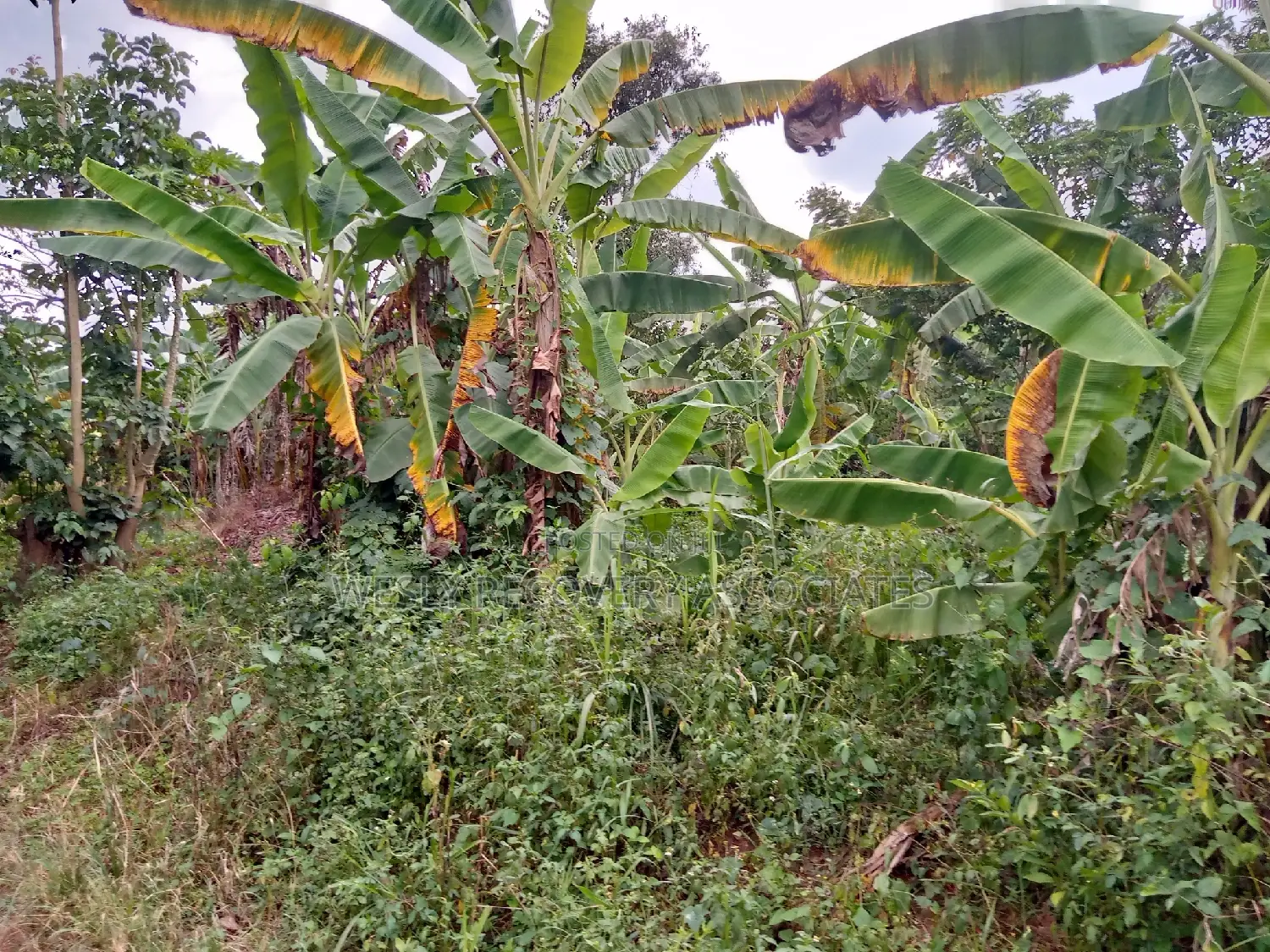 Land for Sale in Mukono - Katoogo