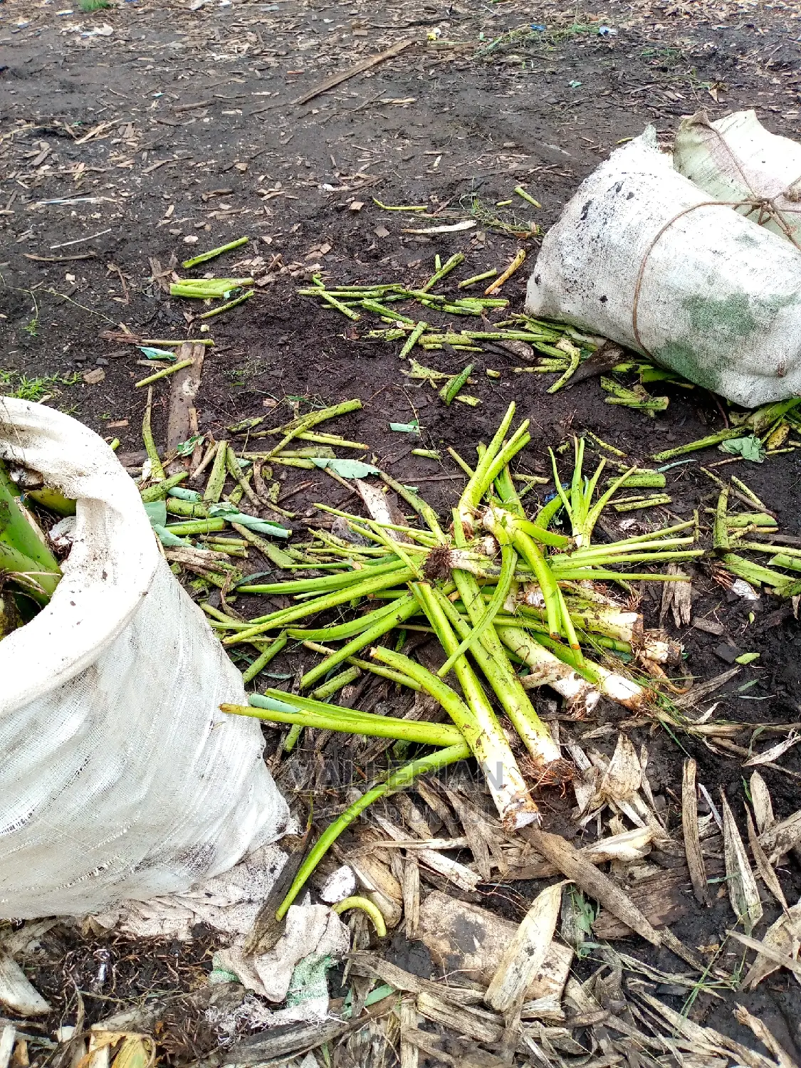 Yam Seeds for Sell