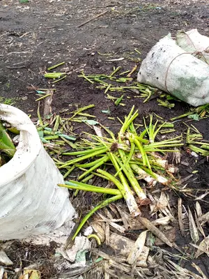 Yam Seeds for Sell