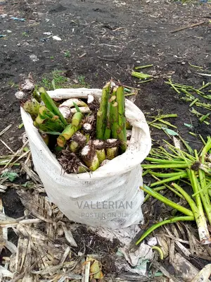 Yam Seeds for Sell