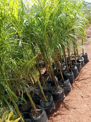 Hybrid Natural Palm Trees/Compound Flowers