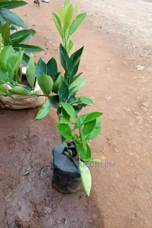 Photo - Hybrid Orange Tree