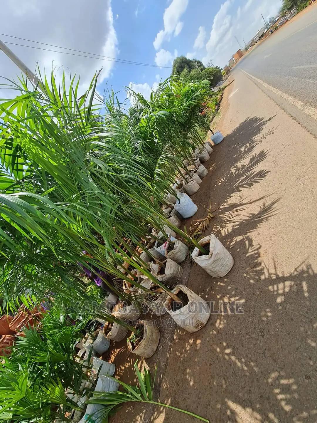Palm Trees/Flowers