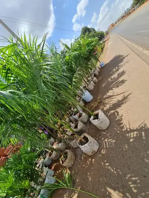 Palm Trees/Flowers